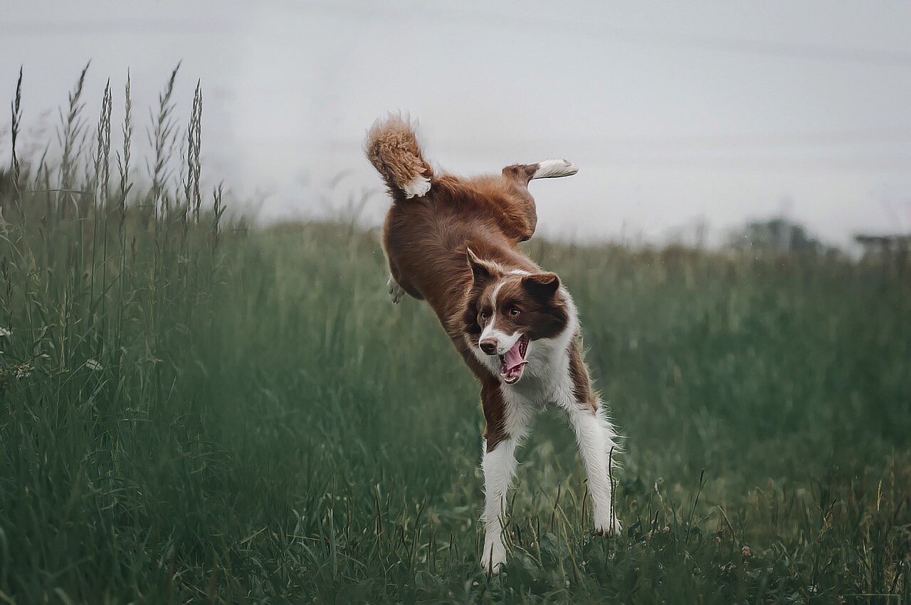 dog-g21bd3630e_1280