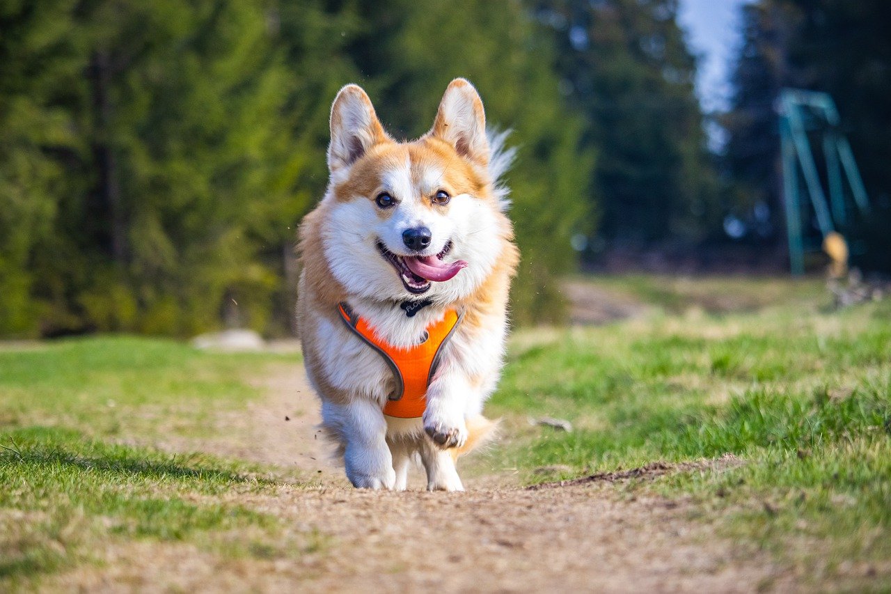 dog-g6260c5d7d_1280