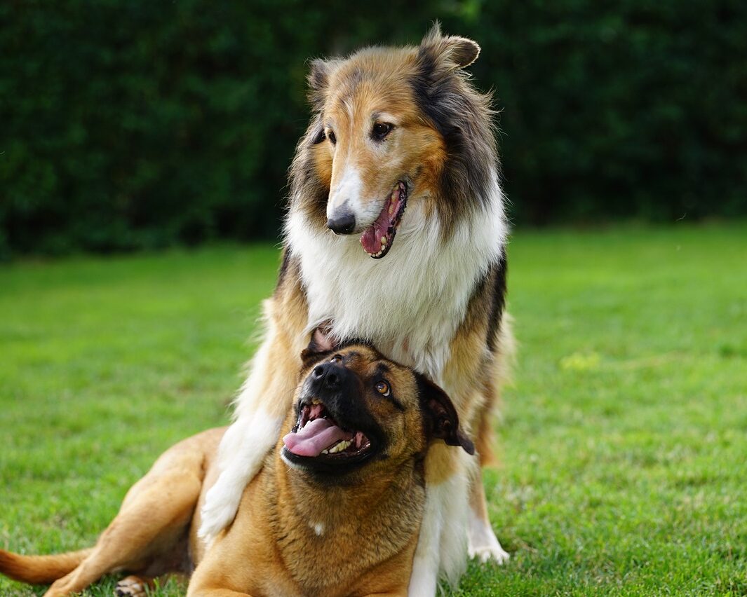 dogs-g6195a72b1_1280