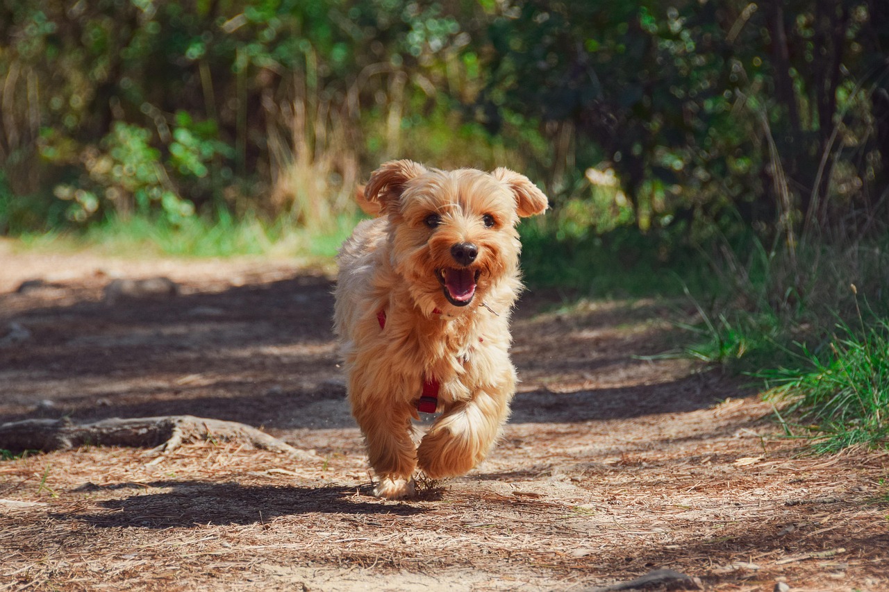 puppy-g6d0a6ab5f_1280