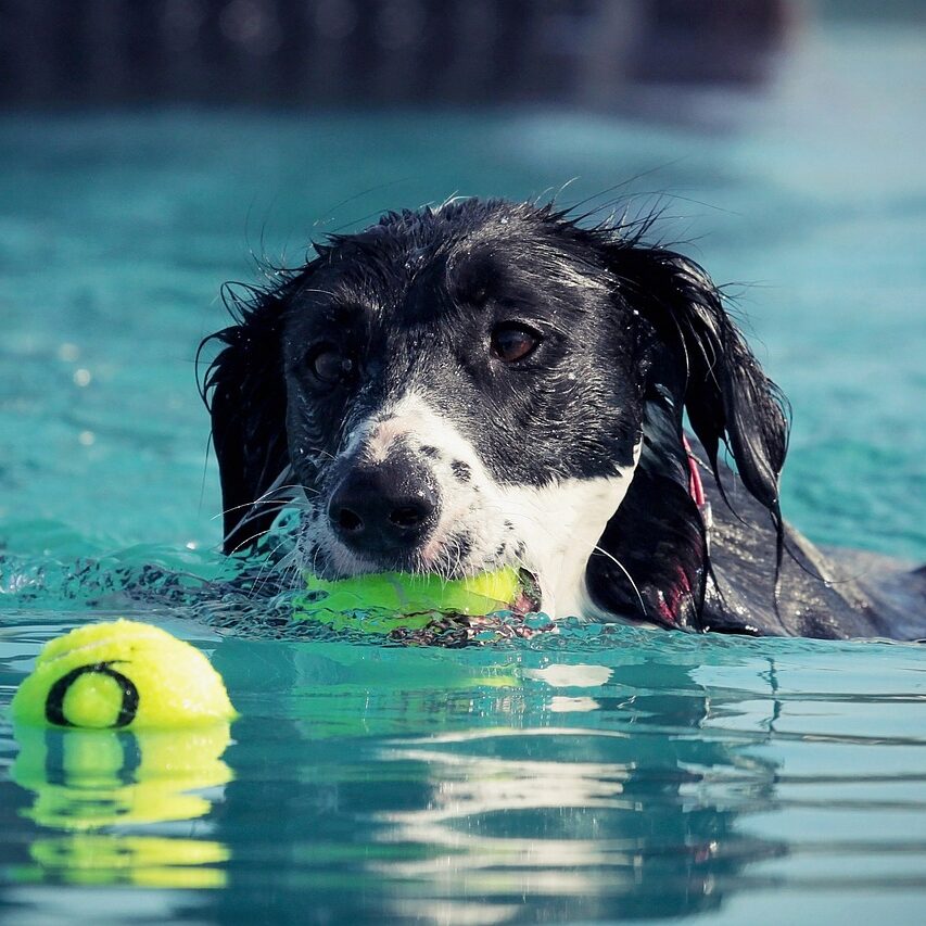 dog-g0e5c3f96f_1280 dog-g0e5c3f96f_1280