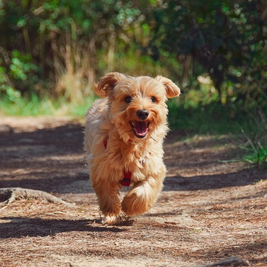 puppy-g6d0a6ab5f_1280 puppy-g6d0a6ab5f_1280